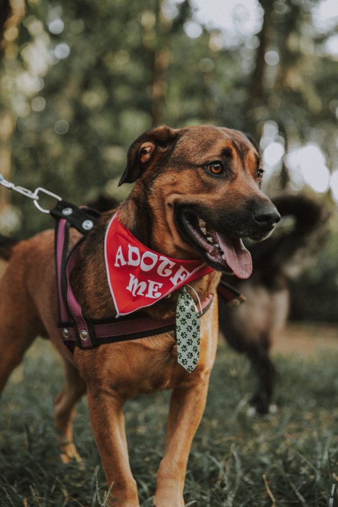 Saiba como adotar um pet de maneira simples
